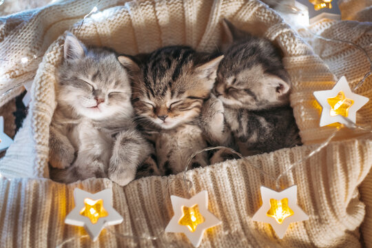 Three cute tabby kittens playing sleeping together. Cute baby cats in love. Kids animal cat and cozy home concept. Pets. Taking care of animals.