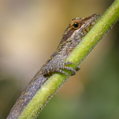 Lizard resting on a branch