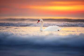 Plakat White swans in the sea, sunrise shot