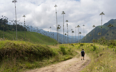 Fototapeta premium traveller trekking in the middle of a green landscape