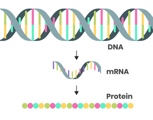 Protein syntesis schematic illustration. Illustration of the DNA, mRNA and polypeptide chain isolated on white