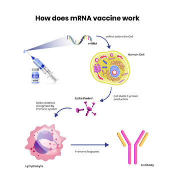 mRNA vaccine schematic illustration. Coronavirus RNA vaccine mechanism of action