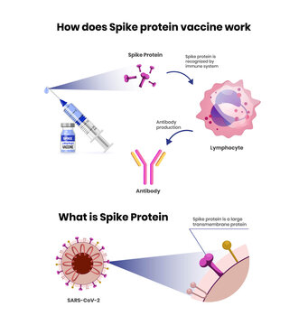 Spike protein vaccine mechanism of action. Coronavirus vaccine scheme