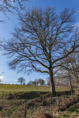 Fototapeta premium Vigeois (Corrèze, France) - Vue hivernale - Arbre
