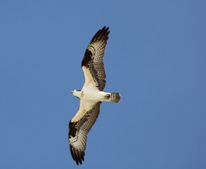 Osprey hunting