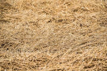 Straw in the field after the harvest. Ripe cereal on a sunny day. Rural landscape.