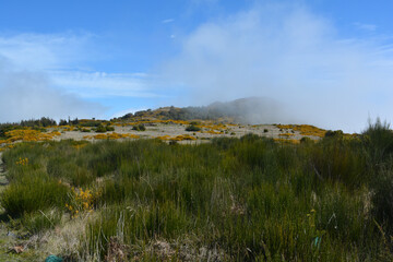 Obraz premium Nebel kommt auf. Hochplateau Paúl da Serra, Madeira, Portugal