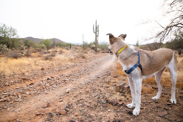 Desert landscape with a dog