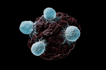 Fototapeta White blood cells, T lymphocytes or natural killer T attack a cancerous or infected cell 3D rendering illustration isolated on black. Science, medicine, biomedical, immune system, oncologyconcepts. obraz