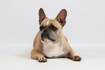 beautiful brown french bulldog in the white studio