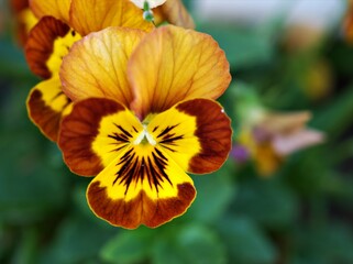 -yellow pansy ,orange Viola tricolor flower in garden with soft focus,macro image ,sweet color , colorful lovely flower	