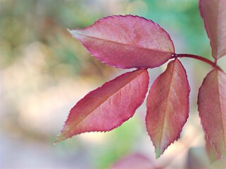 Obraz premium Pink young leaves of rose in garden and blurred background ,macro image ,sweet color ,nature leaf ,soft focus 
