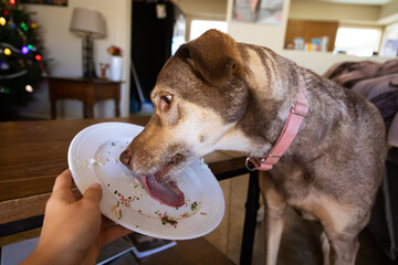 Dog licking a plate