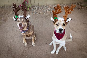 Two dogs in Christmas costumes