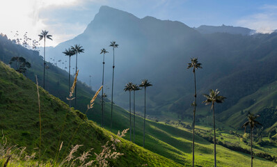 Colombian landscape. Wax palm. cocora valley. Colombian tourist attraction