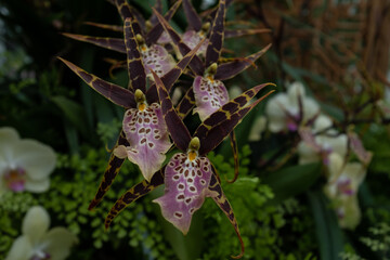 unusual orchids in greenhouse garden