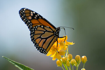 Fototapeta premium Butterfly 2020-54 / Monarch butterfly (Danaus plexippus)
