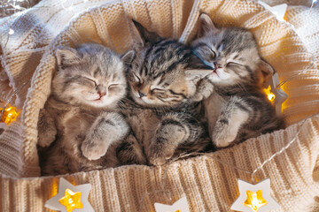 Three cute tabby kittens playing sleeping together. Cute baby cats in love. Kids animal cat and cozy home concept. Pets. Taking care of animals.