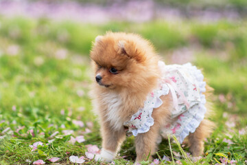 Pomeranian puppy on the grass among the fallen petals of an apple tree.