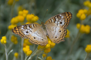 Butterfly 2018-108 /  White peacock butterfly (Anartia jatrophae)