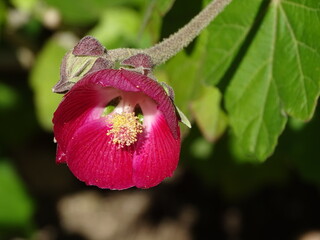 DETALLE DE LA FLOR DE COLOR FUCSIA Y HOJA VERDE DEL ARBUSTO PHYMOSIA UMBELLATA. LA FLOR TIENE FORMA...