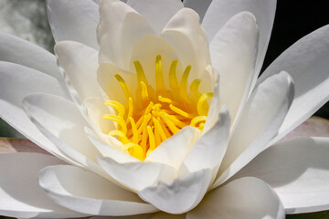 White water lily, close-up