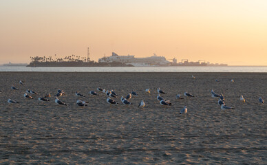 A flock of seagulls resting in long beach
