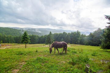 Fototapeta na wymiar Rural nature landscape. A horse grazing in highland field alone. Natural scenery
