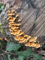mushrooms on tree trunk
