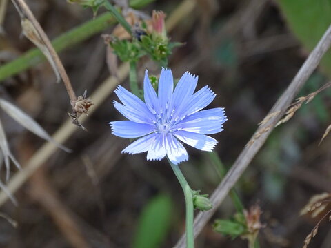 FLOR DE LA ACHICORIA SILVESTRE (CICHORIUM INTYBUS). UNA FLOR DE COLOR AZUL CON VARIOS P&Eacute;TALOS DENTADOS.