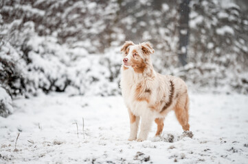 An australian shepherd puppy on snow in winter. Portrait of a red merle dog, happy face.