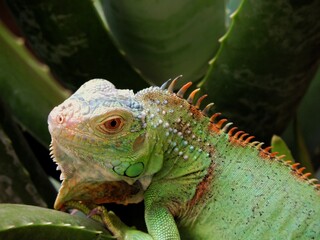 iguana on a tree