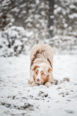 An australian shepherd puppy on snow in winter. Portrait of a red merle dog, happy face.