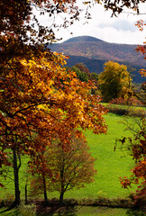 autumn trees in Appalachia, Chilhowie, Virginia