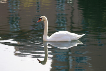 Swan in Colorado Springs Colorado, Birds of Colorado