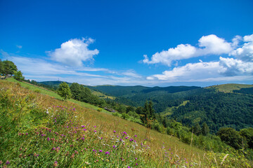 Summer nature landscape of Karpaty Mountains. a
