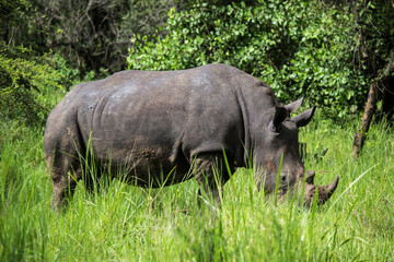 Obraz premium Rhino full body