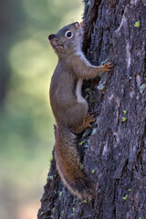 Bozeman Montana Squirrel, Wildlife of Montana in Summer Season