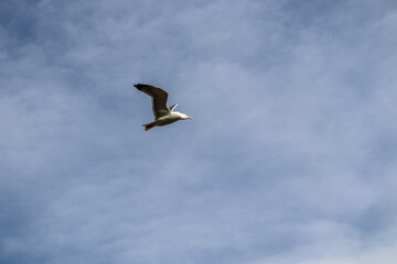 seagull in flight