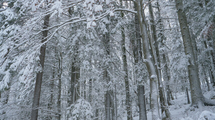 CLOSE UP: Quiet coniferous forest gets covered in fresh powder snow during storm