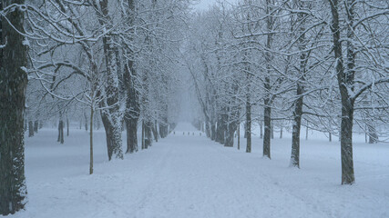 Empty snow covered avenue runs across the idyllic park engulfed in a blizzard.