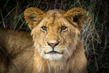Obraz na płótnie Canvas Juvenile Lion Laying Under Shade