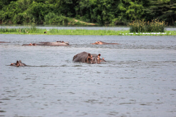 hippos in the river