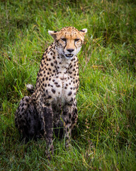 cheetah in the grass