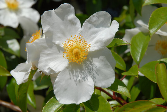 Rambling rose, Cooper's Burmese, also known as R. laevigata Cooperi