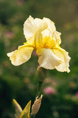 Delicate spring flower of iris in the rays of the evening sun