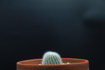 Cactus and succulents in pot on black background