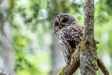Barred Owl Perched in a Tree
