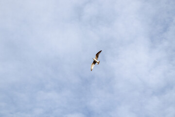 Obraz premium osprey in flight