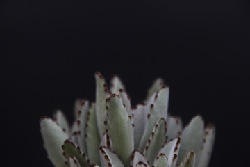 Cactus and succulents in pot on black background